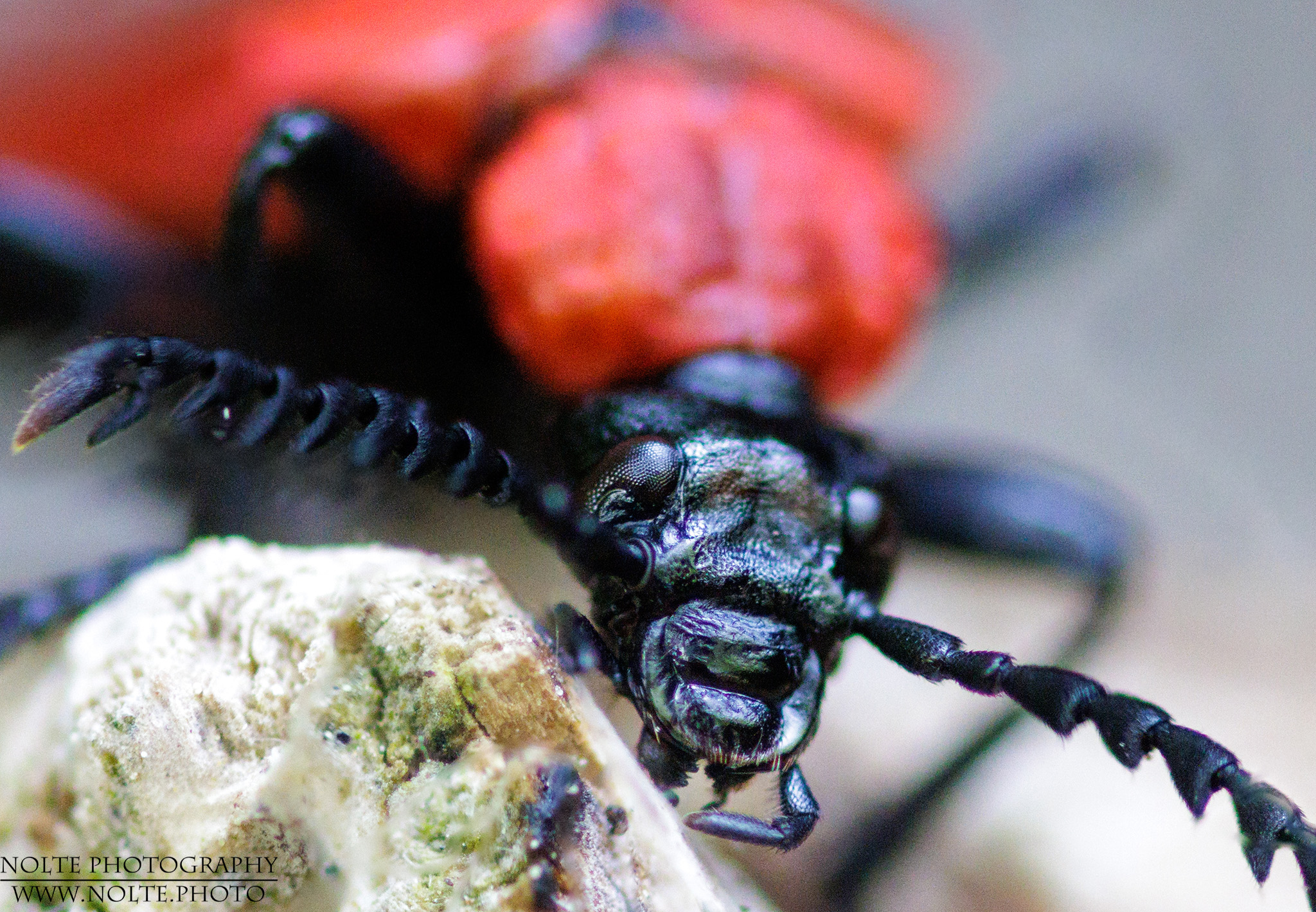 Kopfansicht des Scharlachroten Feuerkäfers (Pyrochroa coccinea)
